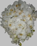 Orquídea